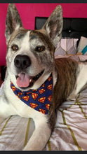 Load image into Gallery viewer, Superman Print- Pet Bandanas & Matching Scrunchies