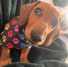 Load image into Gallery viewer, Paw Pride - Pet Bandanas & Matching Scrunchies