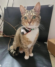 Load image into Gallery viewer, Twin Peaks