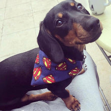 Load image into Gallery viewer, Superman Print- Pet Bandanas & Matching Scrunchies